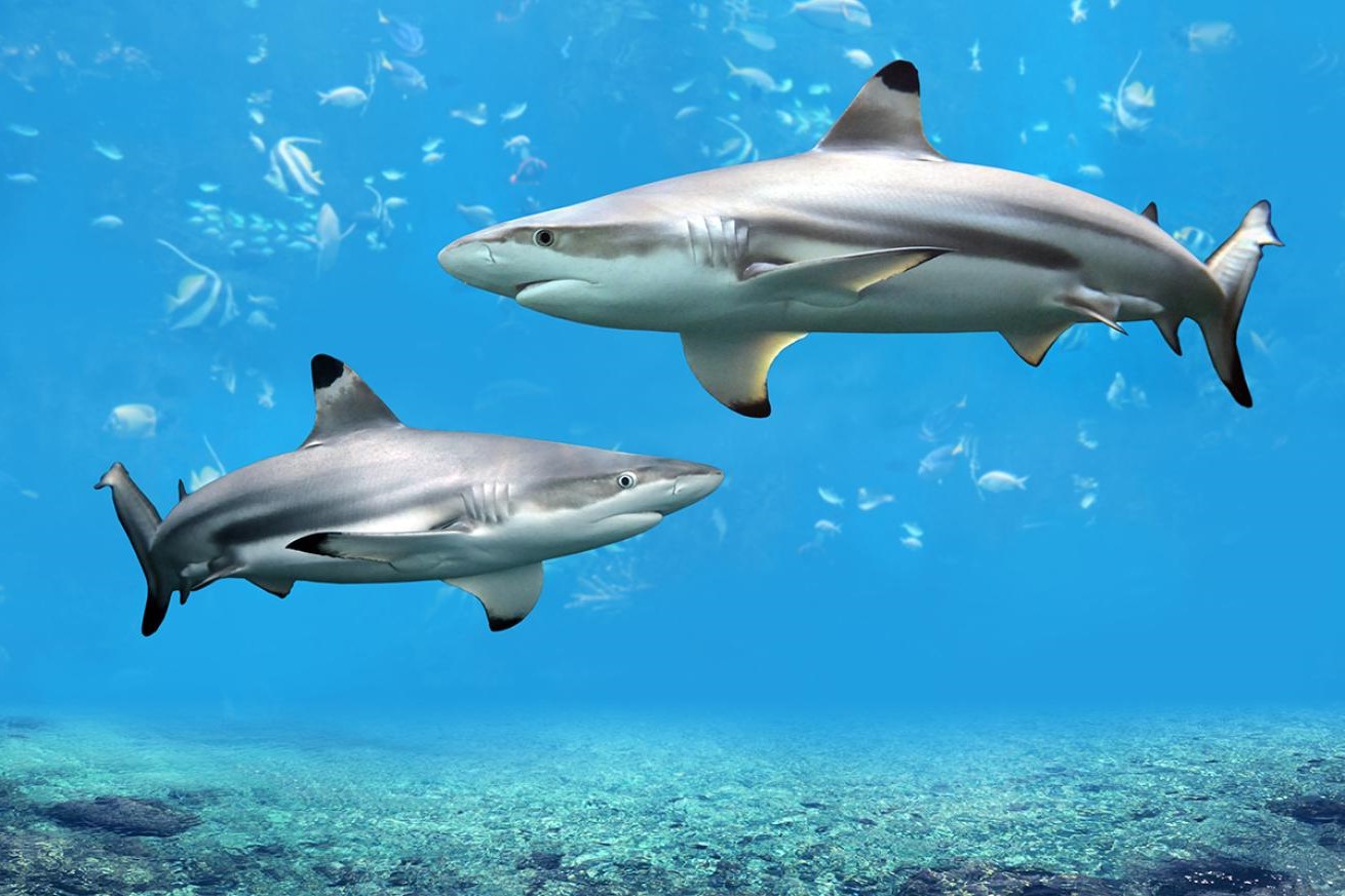 16-amazing-blacktip-shark-facts