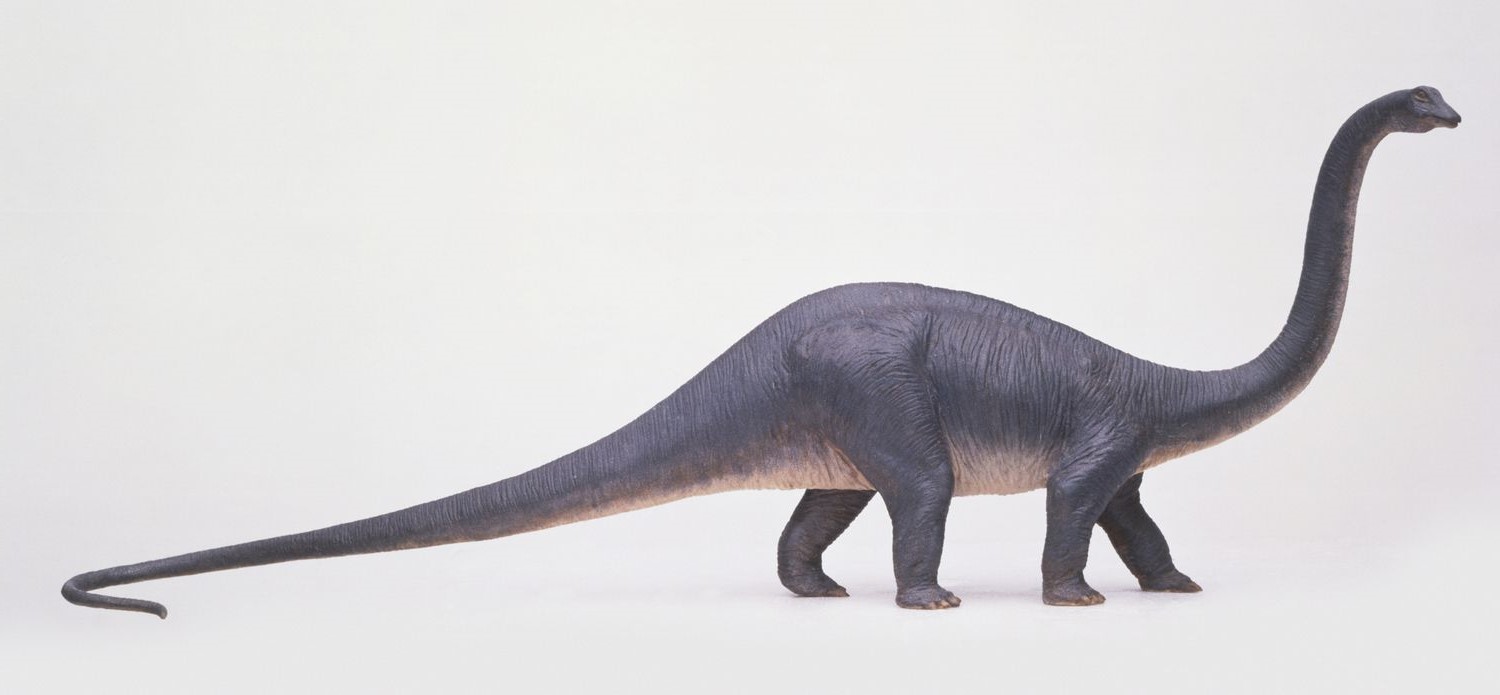 16-amazing-diplodocus-facts