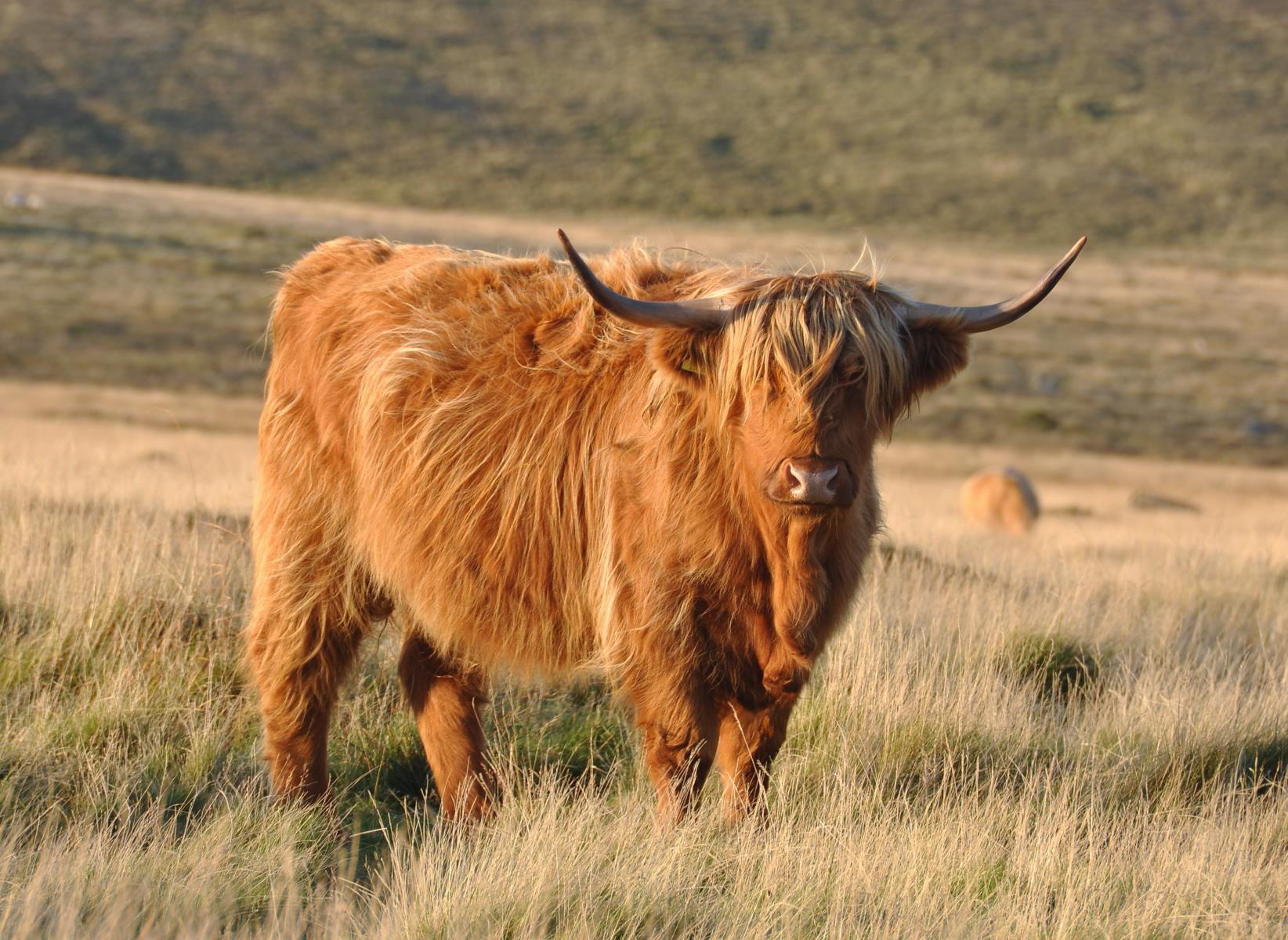 16-amazing-highland-cows-facts