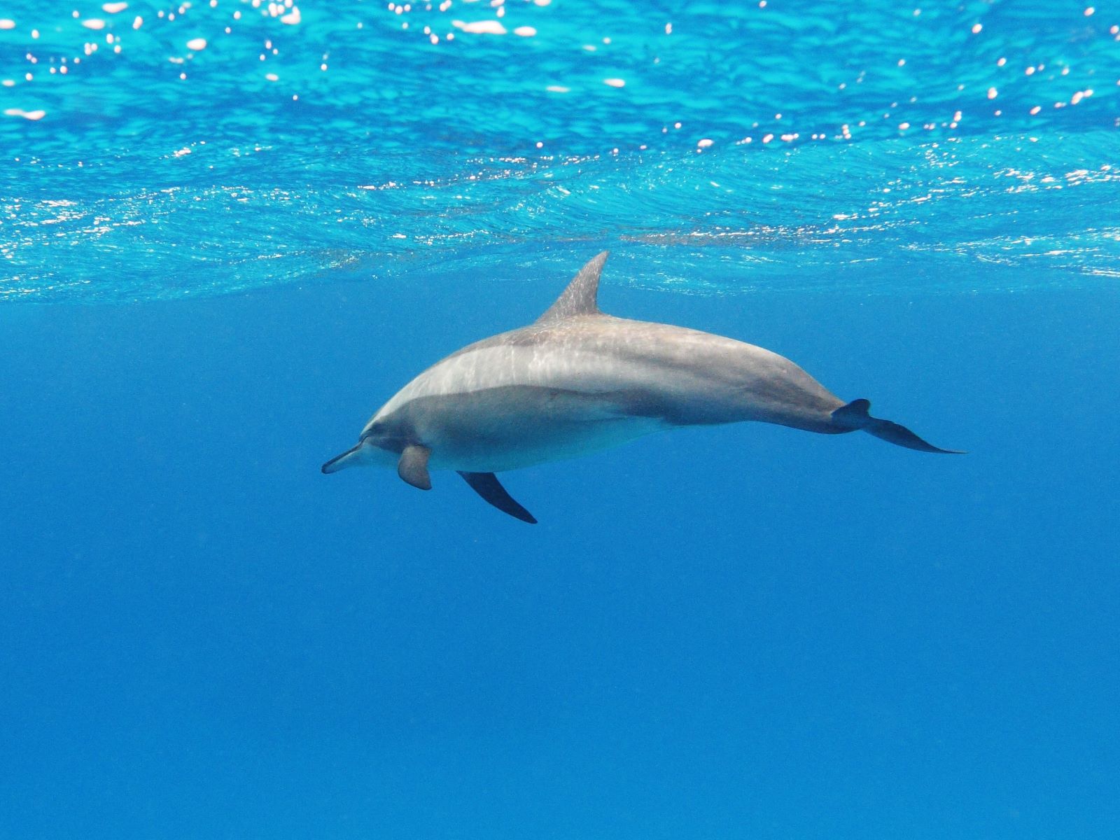 16-amazing-spinner-dolphin-facts