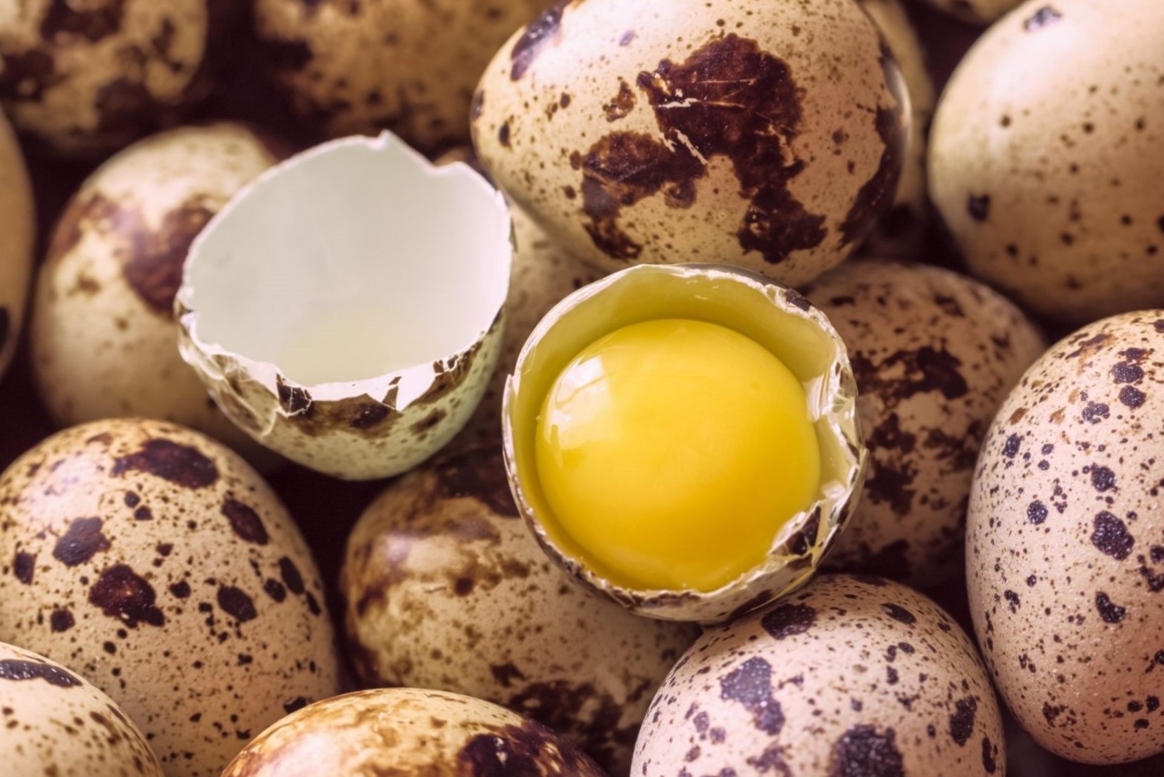 16-best-quails-egg-nutrition-facts