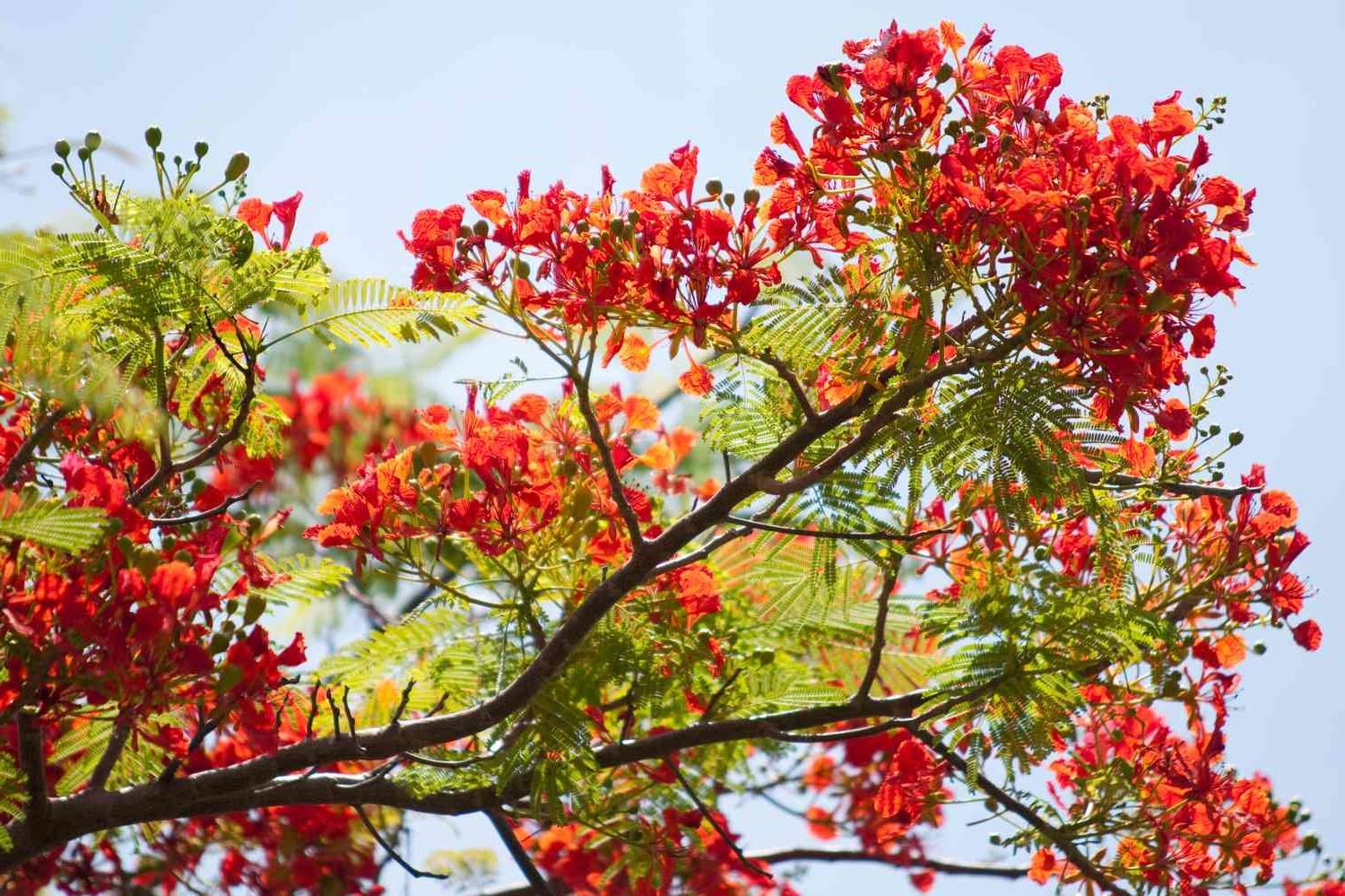 16-best-royal-poinciana-tree-facts