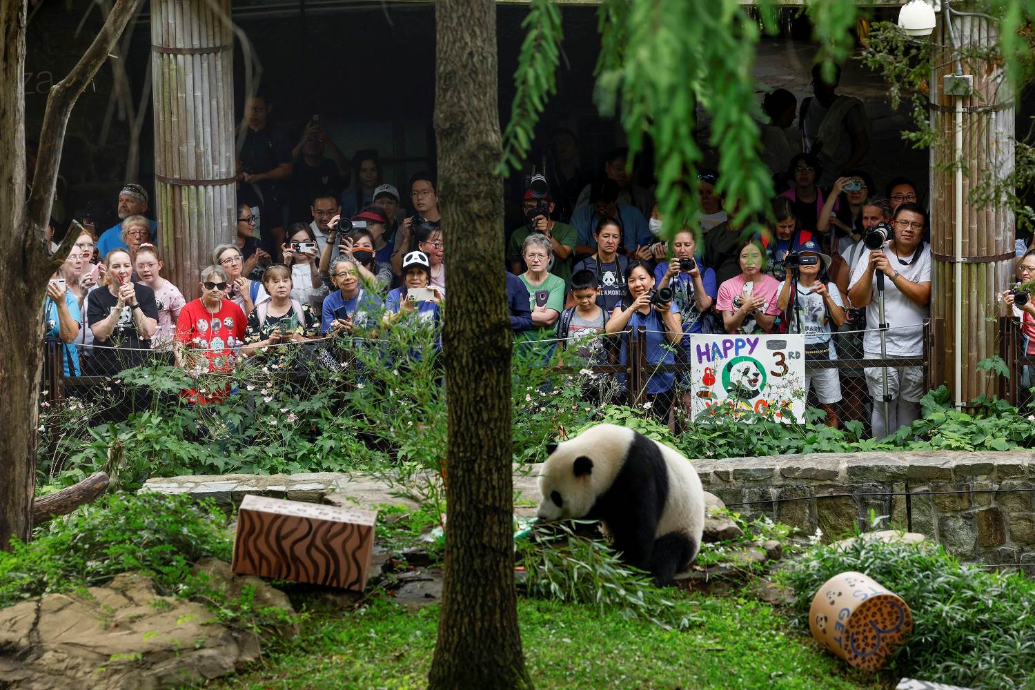 16-facts-about-panda-exhibit