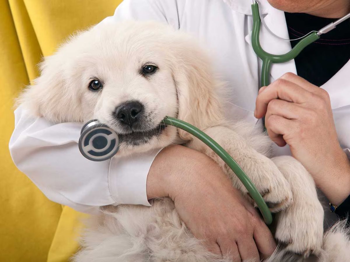 16-facts-about-veterinary-check-ups