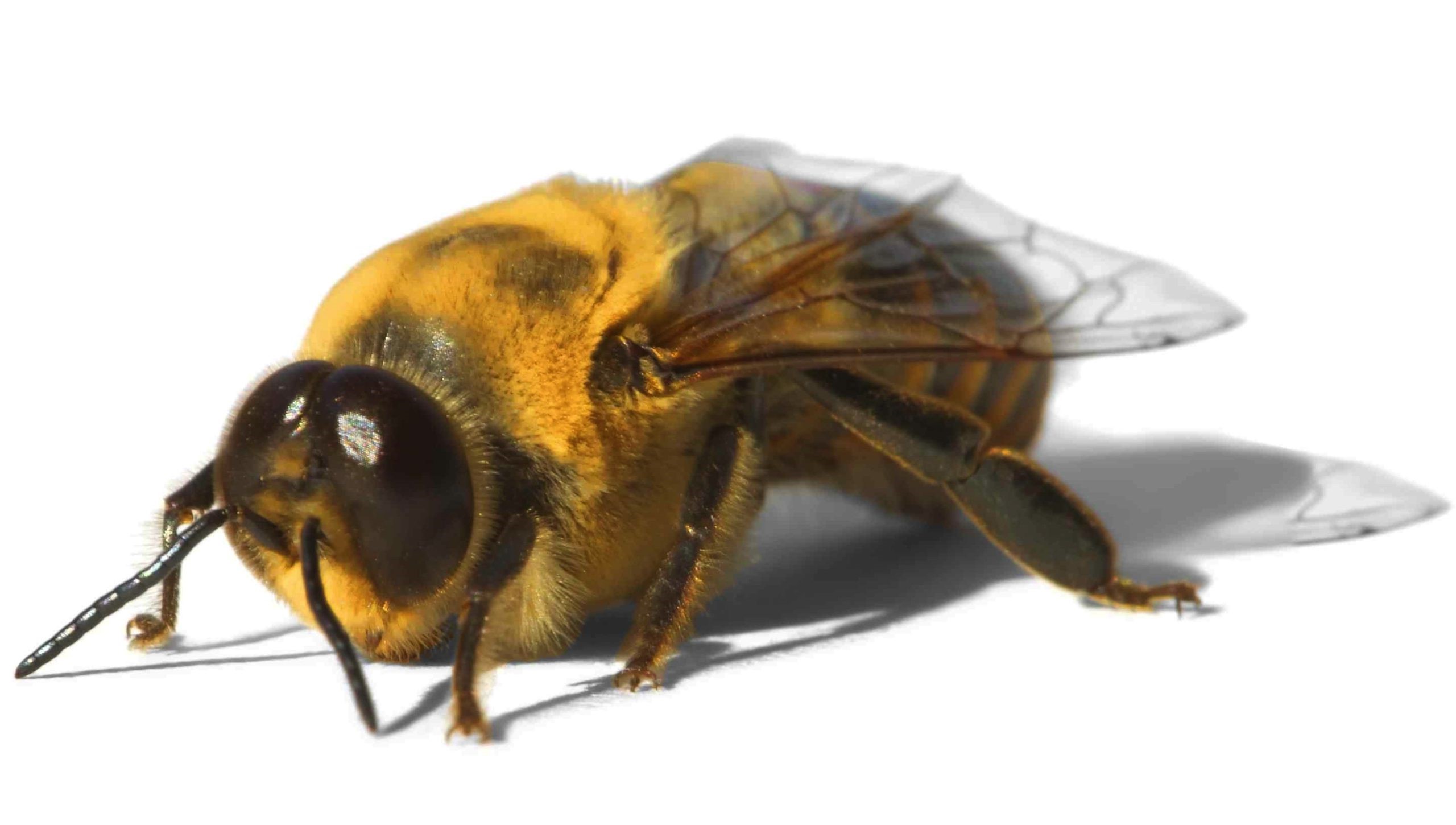 17-amazing-drone-bee-facts