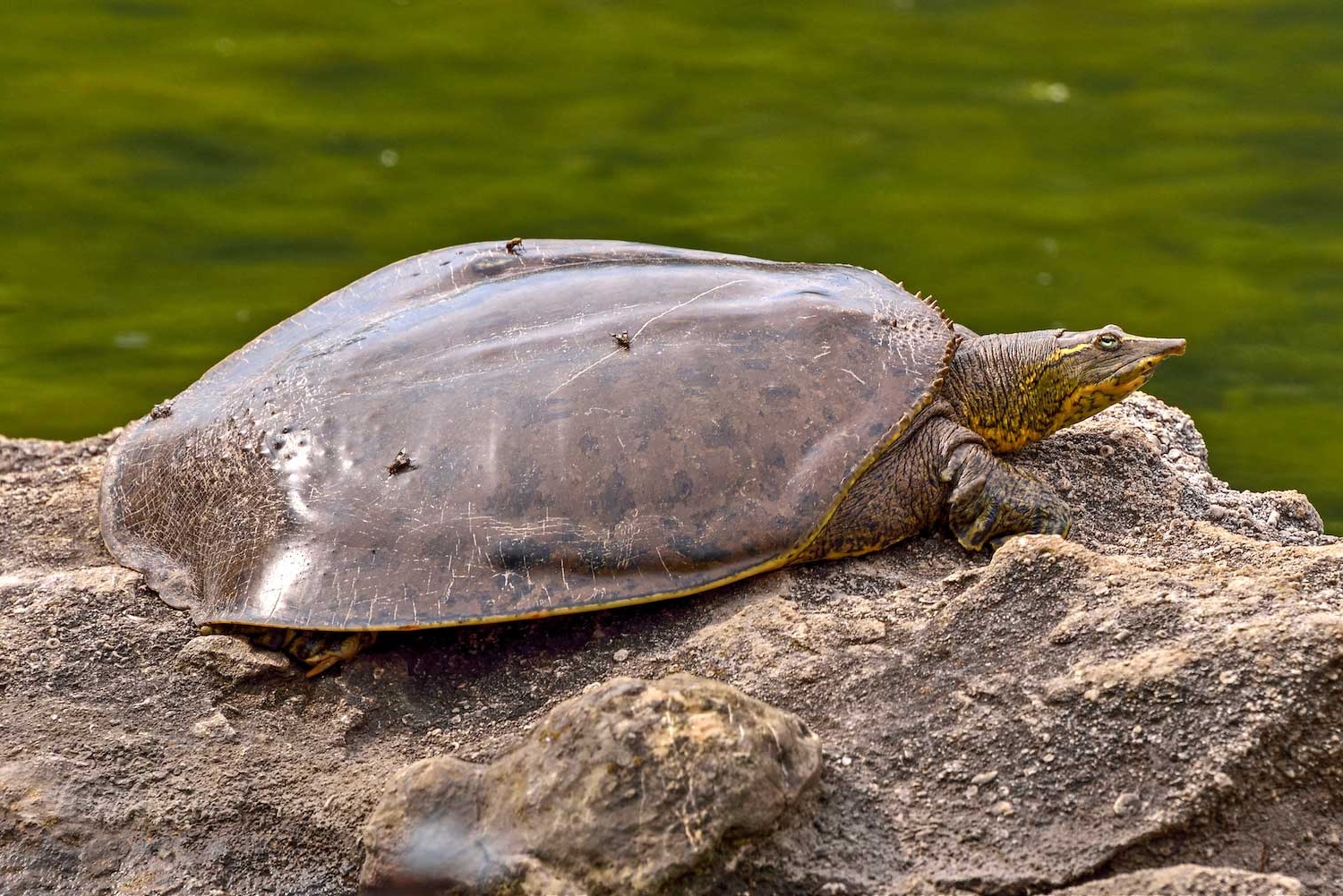 17-amazing-facts-about-softshell-turtles