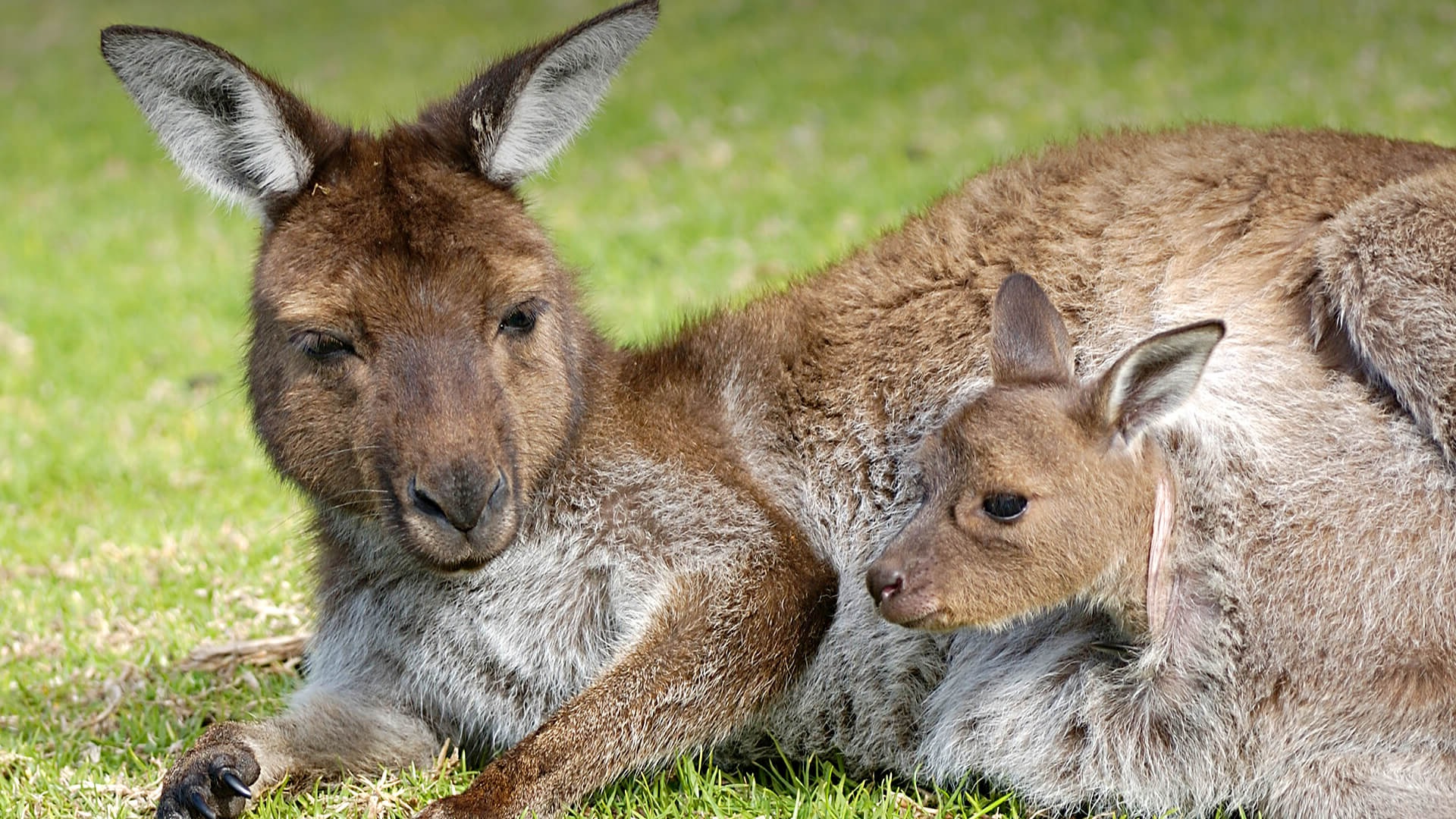 17-amazing-marsupial-facts