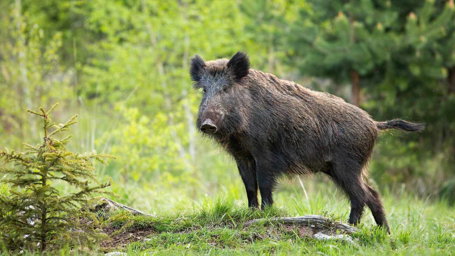 17-best-facts-about-wild-boars