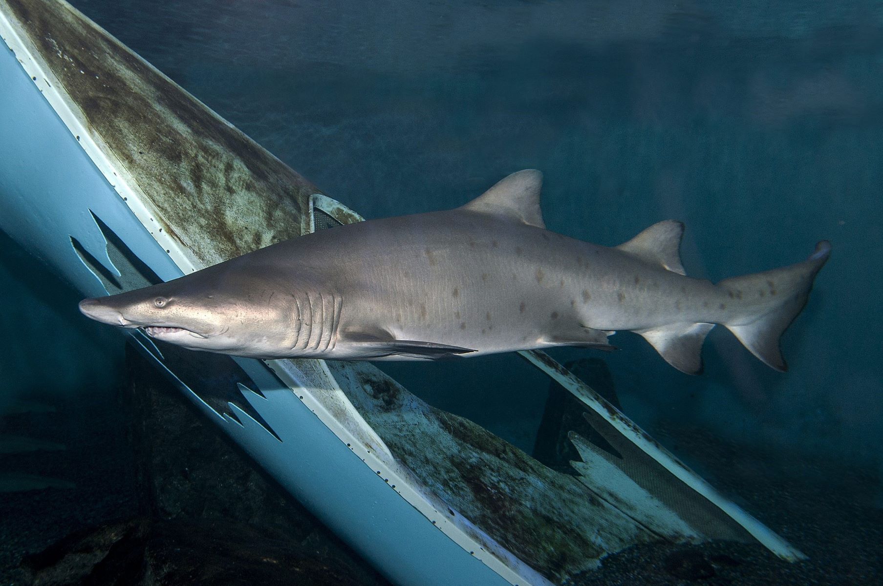 17-best-sand-tiger-shark-facts