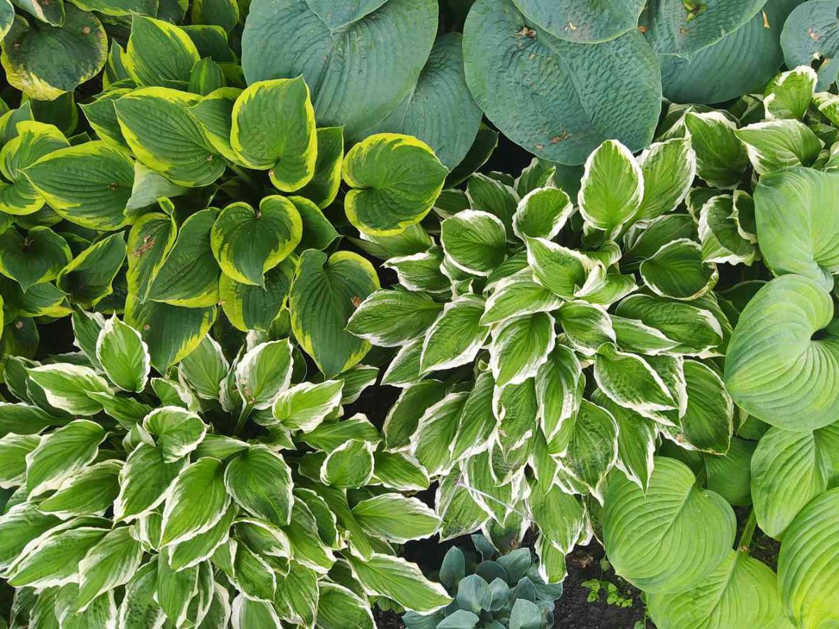 17-facts-about-shade-tolerant-plants