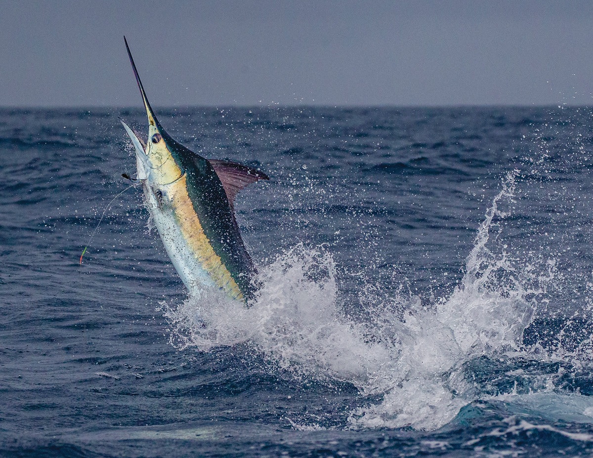 18-amazing-blue-marlin-facts