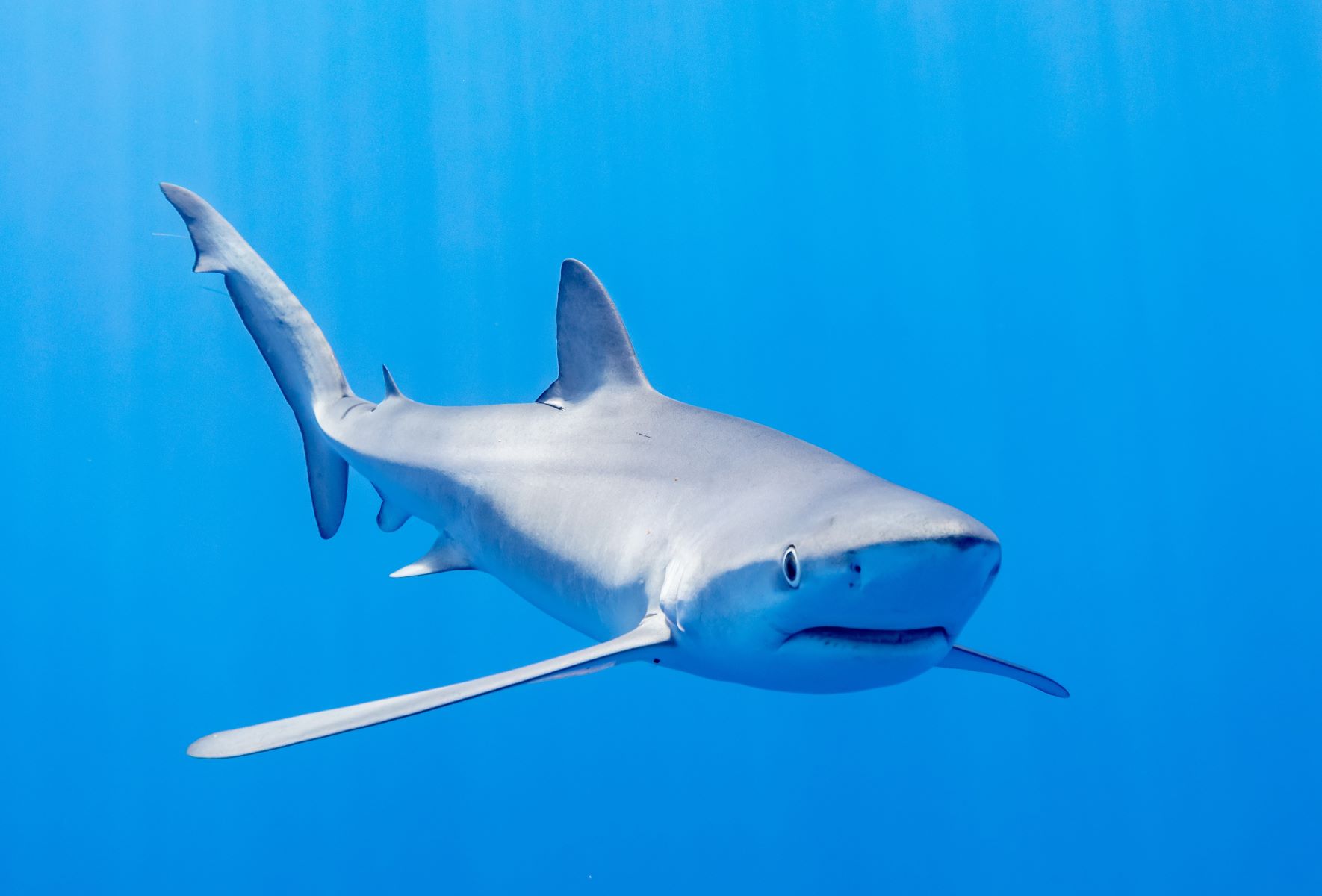18-amazing-blue-shark-facts