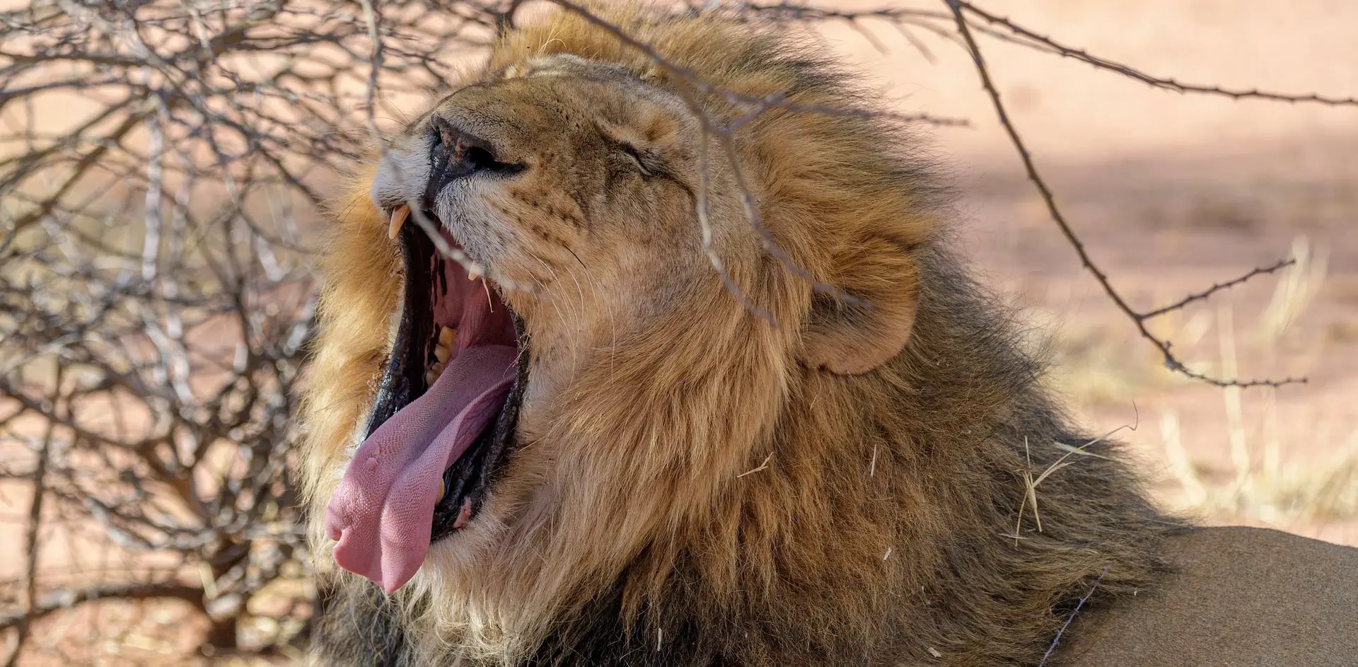 18-amazing-lion-tongue-facts