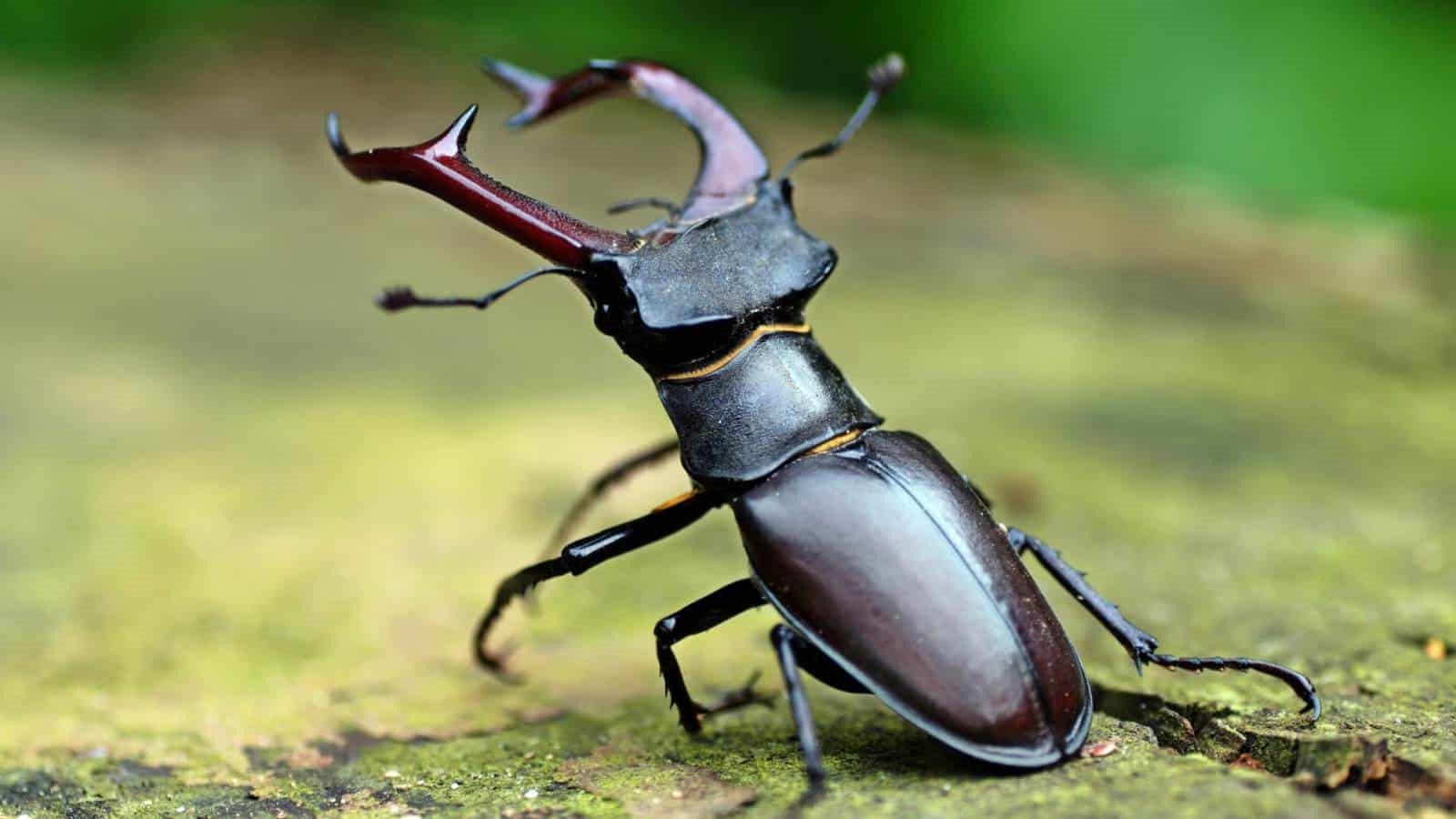 18-best-staghorn-beetle-facts