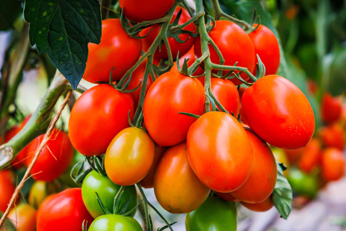 18-great-roma-tomatoes-nutrition-facts