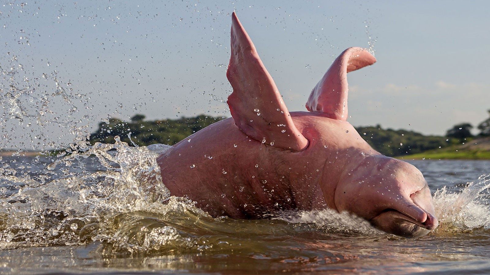 19-amazing-pink-river-dolphin-facts