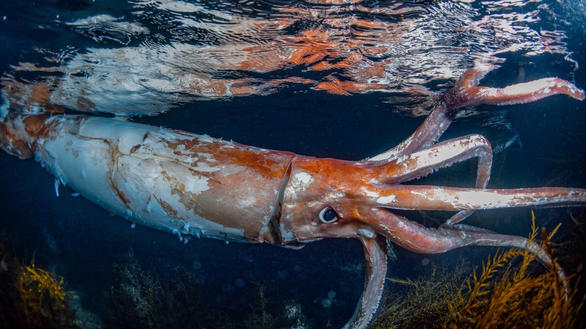 19-best-colossal-squid-facts