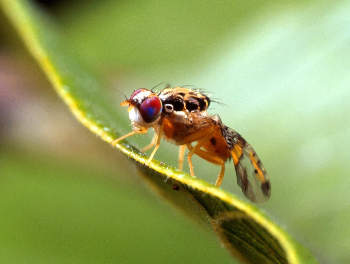 19-best-fruit-fly-facts