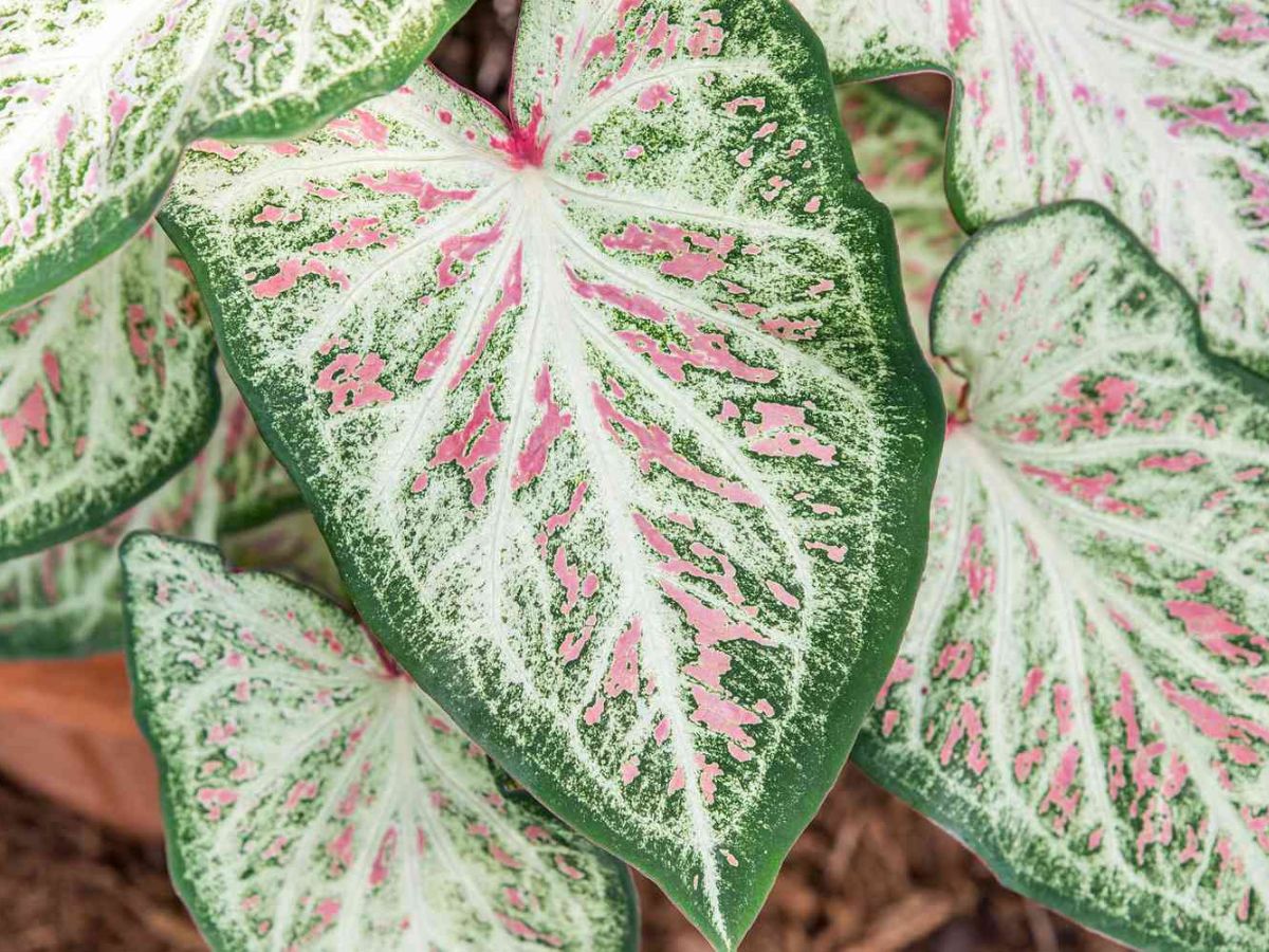 19-facts-about-foliage-plants