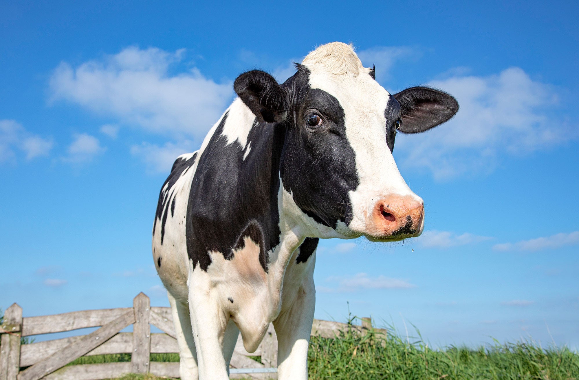 19-great-facts-about-holstein-cows