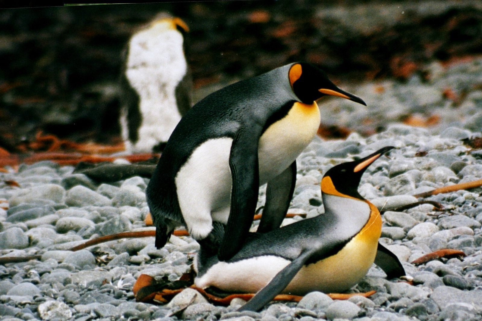 19-great-penguin-mating-facts