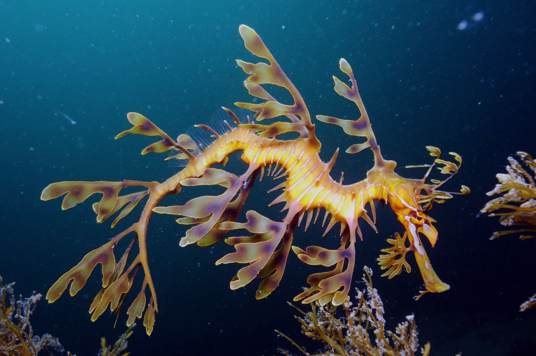 20-amazing-facts-about-leafy-sea-dragons