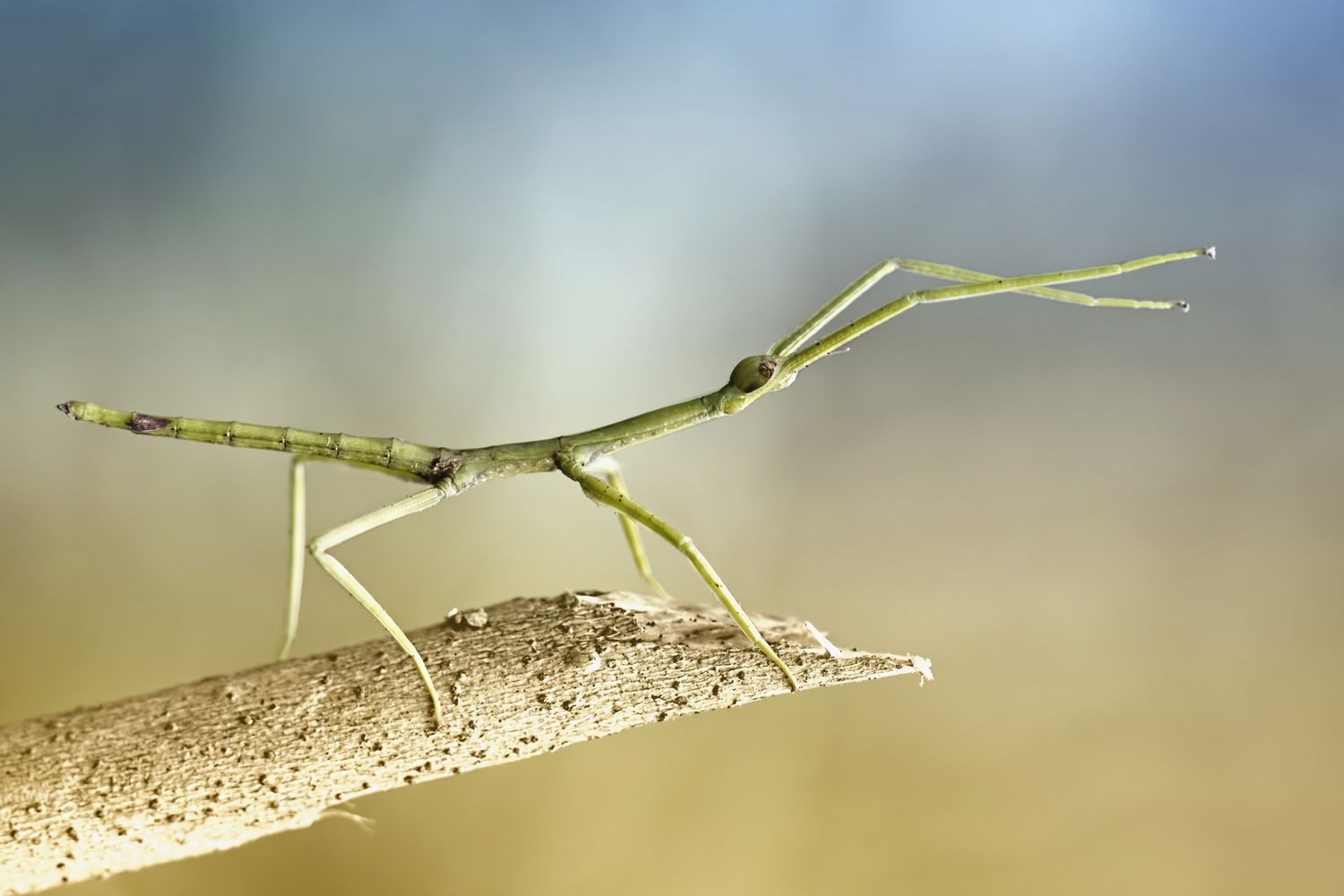 20-amazing-facts-about-stick-bugs