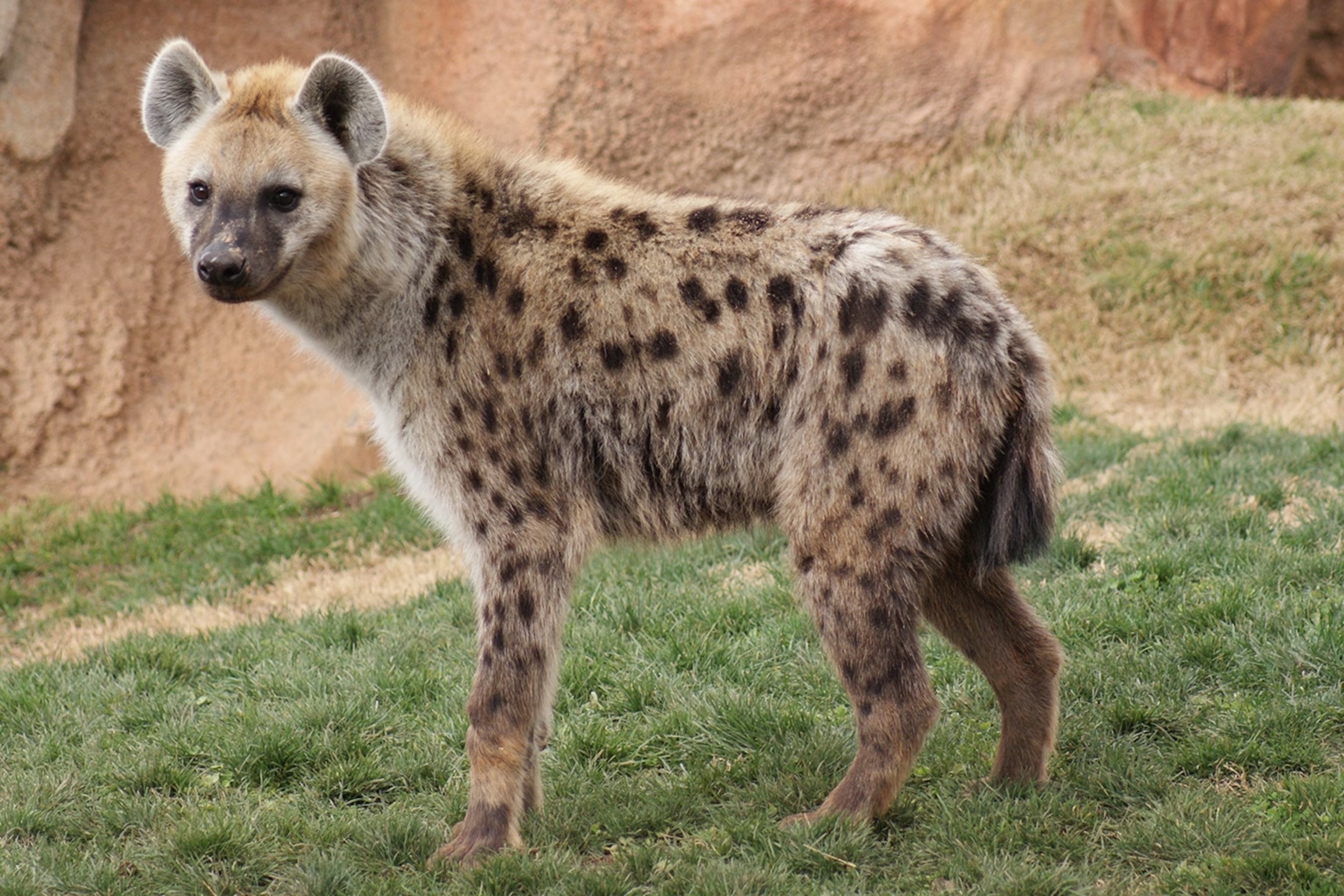 20-amazing-spotted-hyena-facts