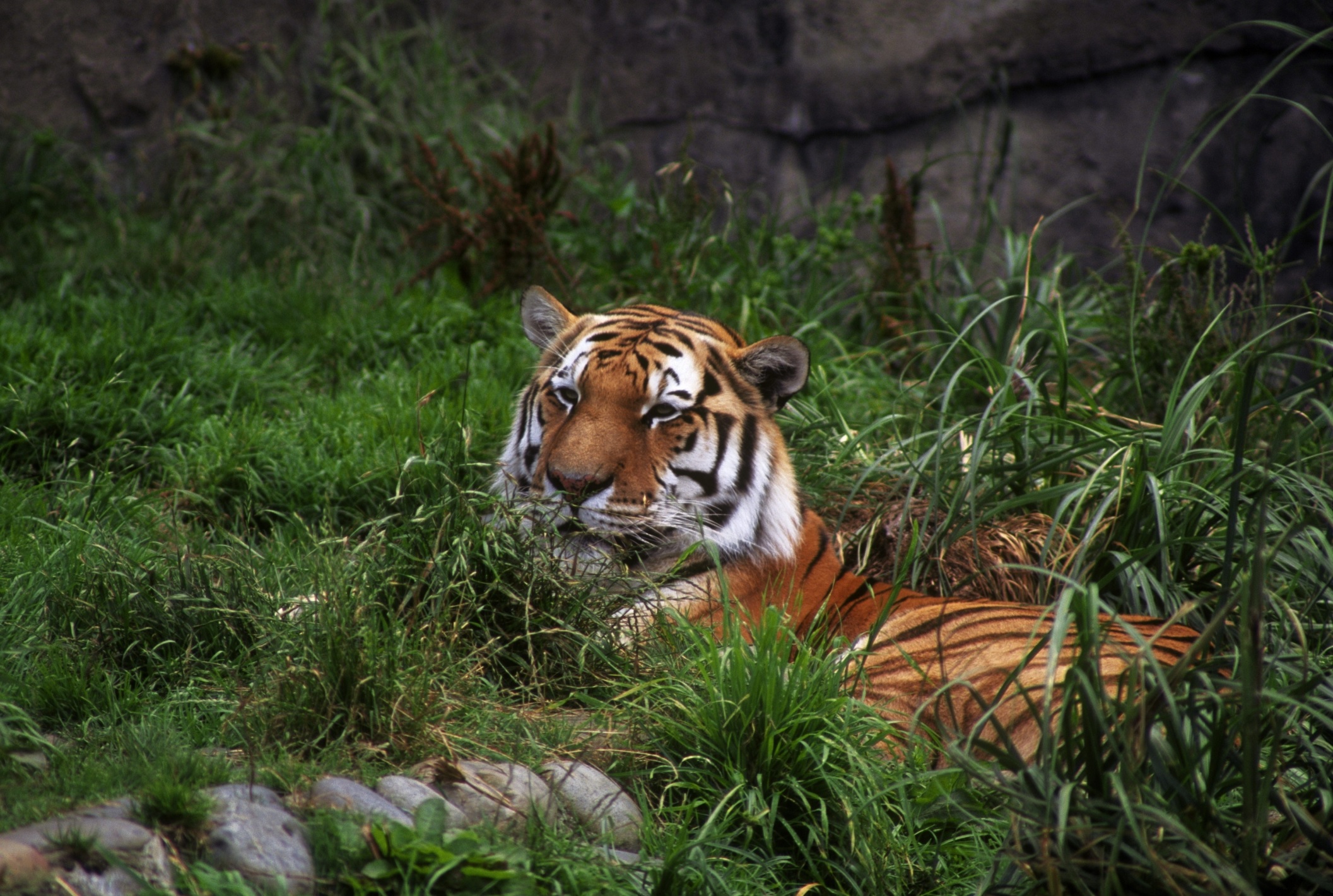 20-amazing-tiger-habitat-facts