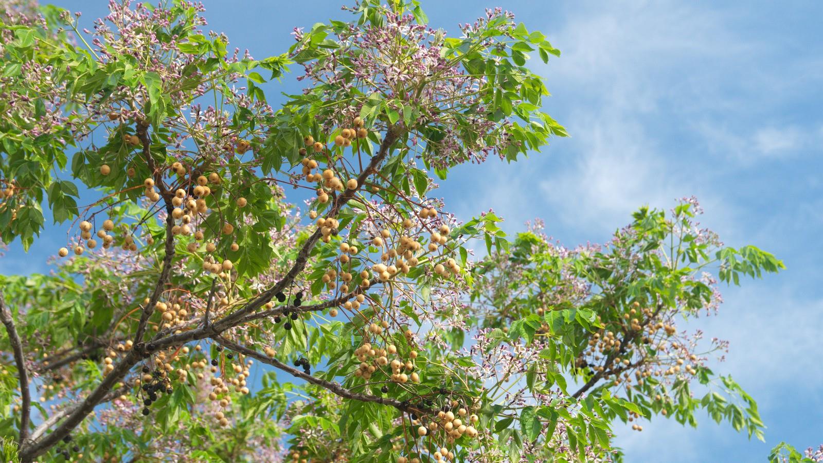 20-best-chinaberry-tree-facts