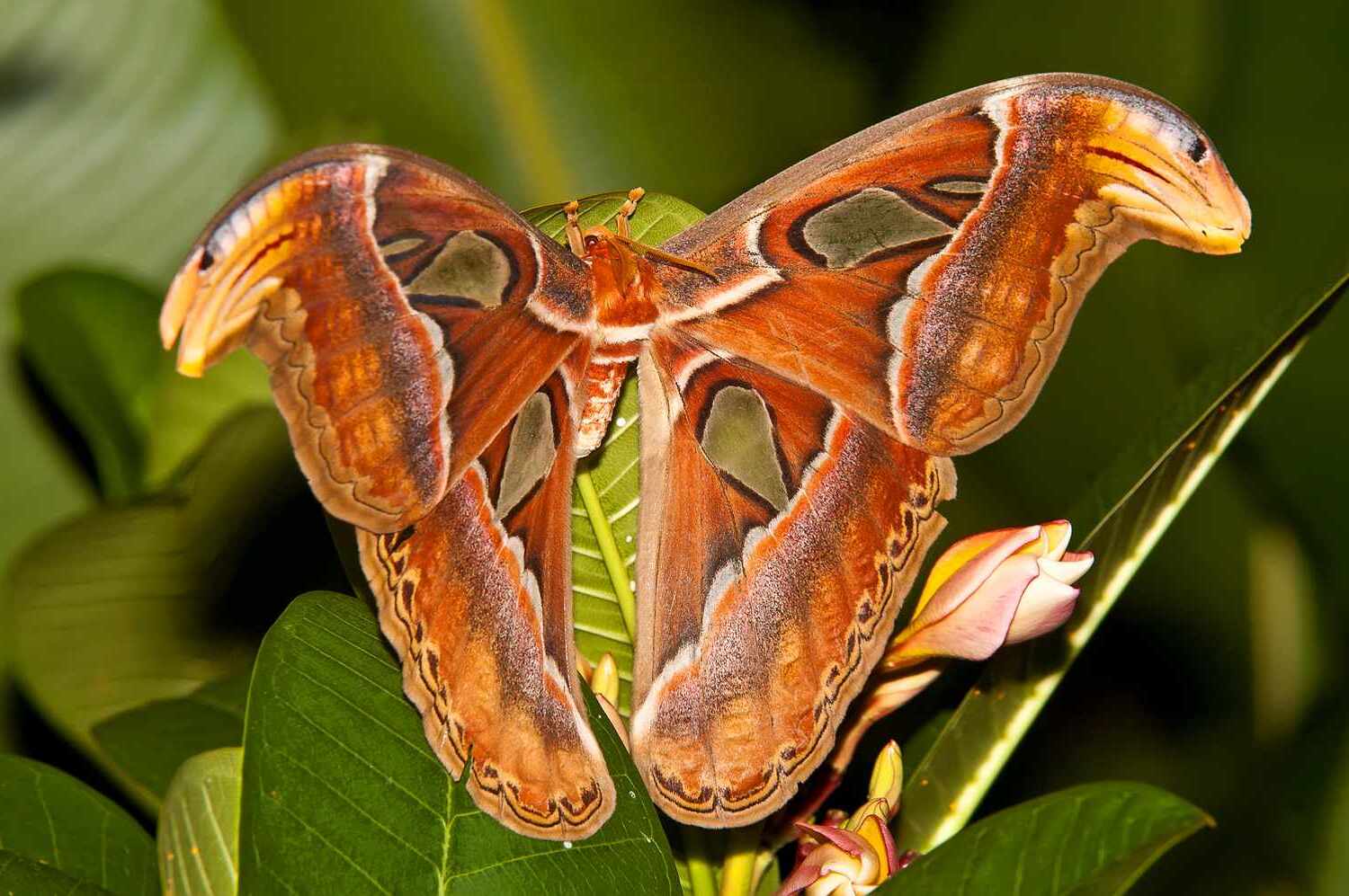 21-amazing-atlas-moth-facts