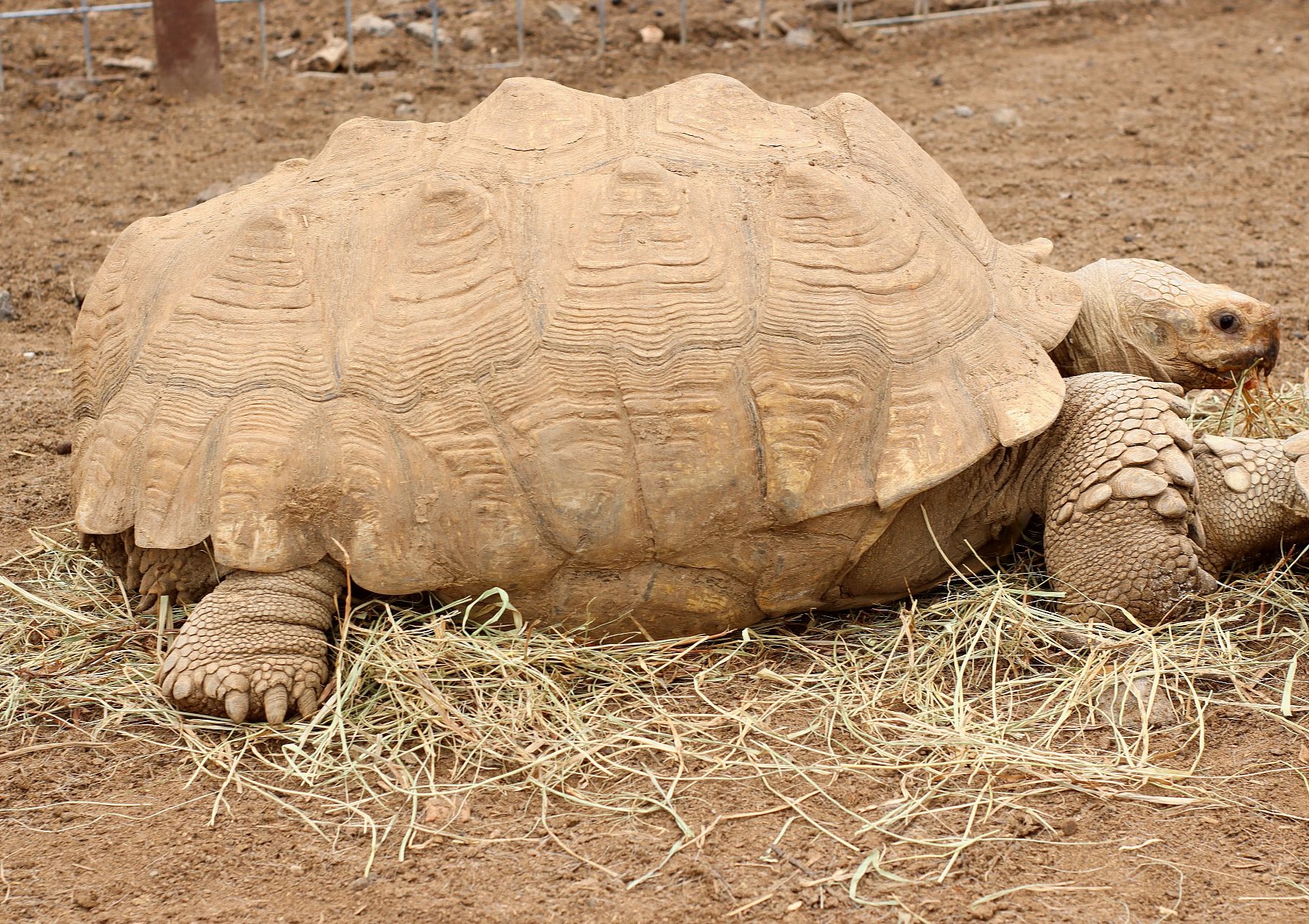 21-best-sulcata-tortoise-facts