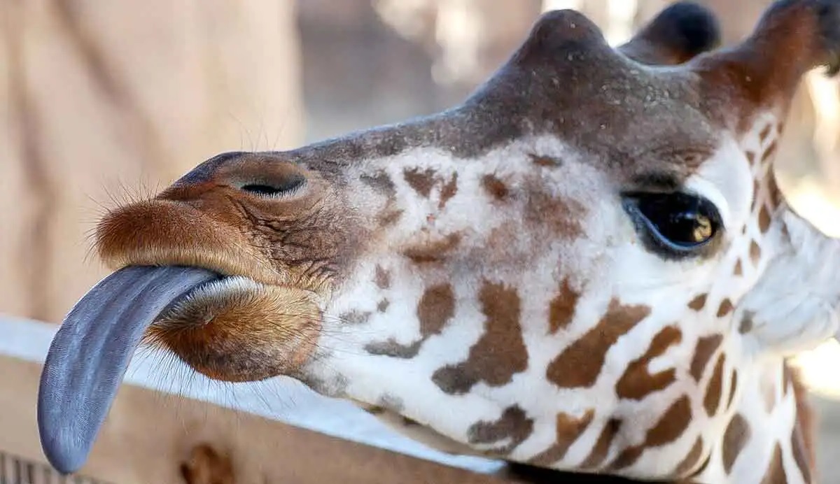 21-great-giraffe-tongue-facts