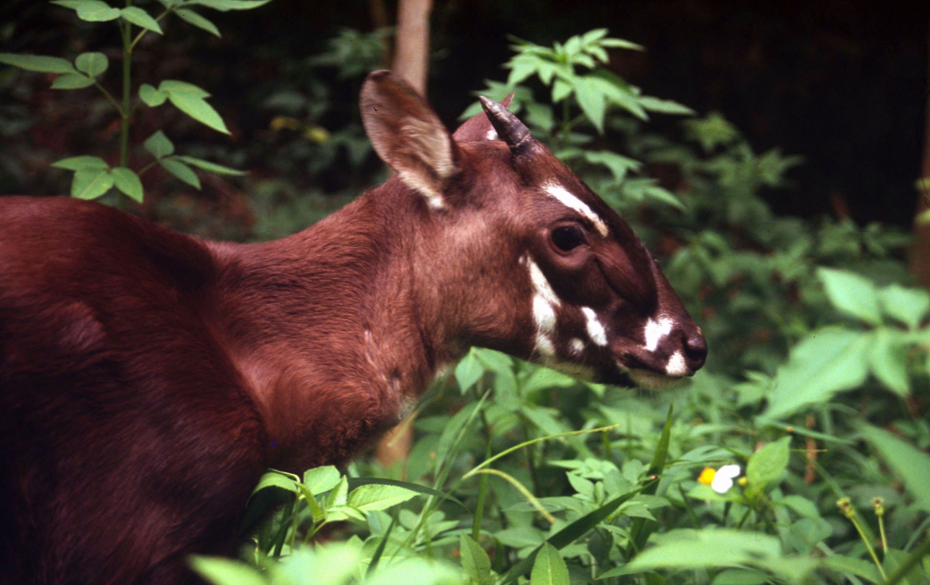 21-great-saola-facts