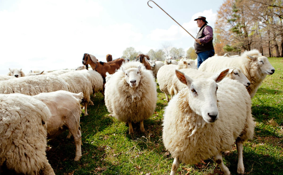 22-best-interesting-facts-about-sheep-and-shepherds