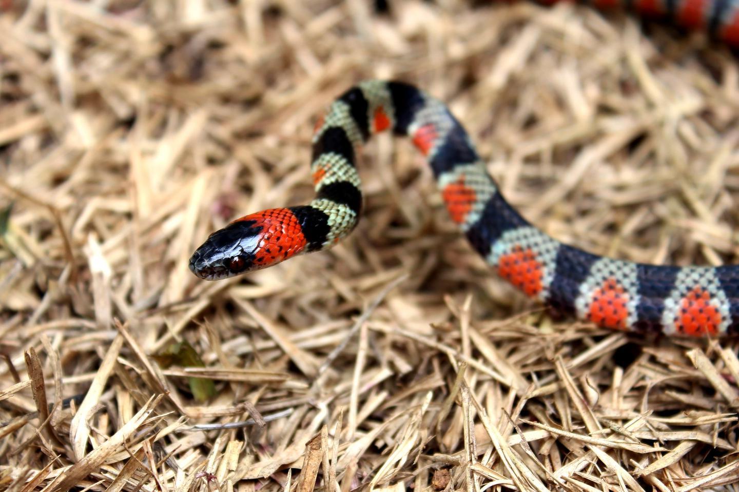 22-facts-about-snake-behavior