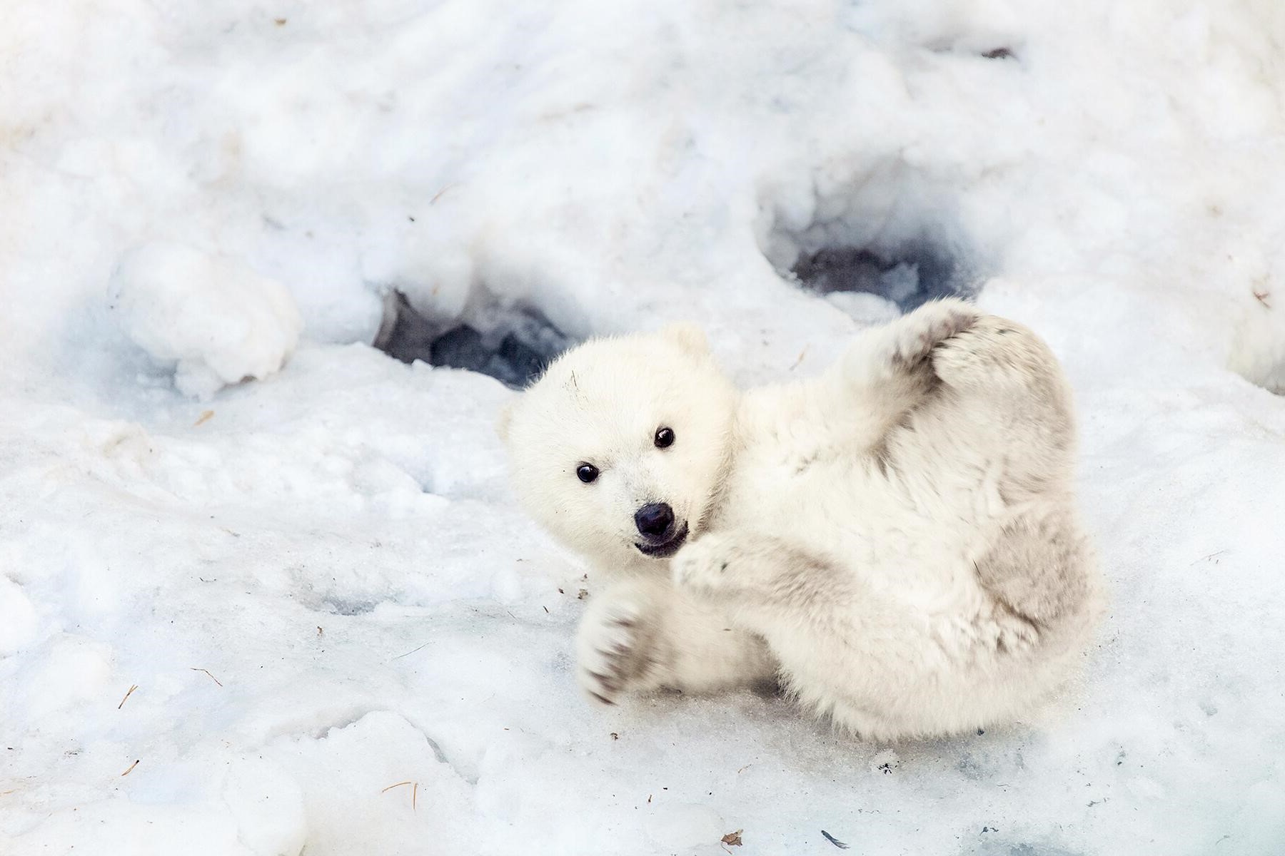 23-amazing-facts-about-arctic-animals