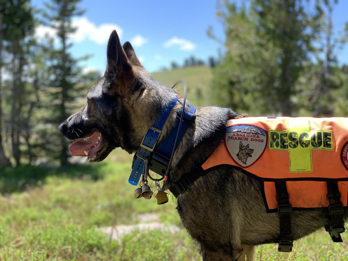 23-facts-about-search-and-rescue-dogs