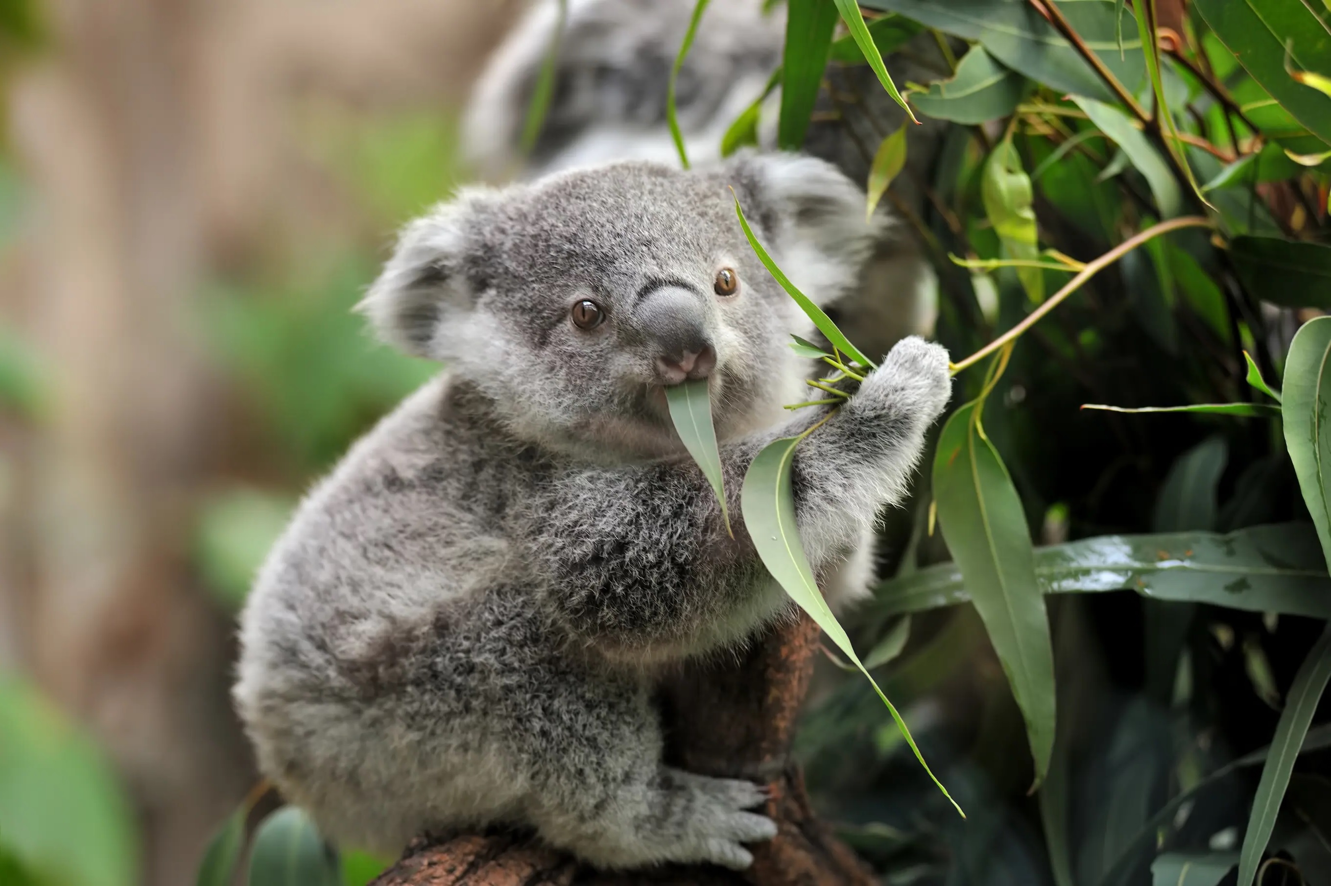 24-amazing-facts-about-australian-animals