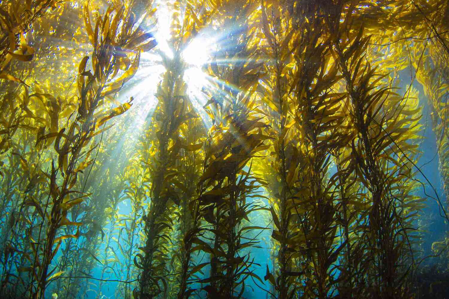 24-best-facts-about-the-kelp-forest