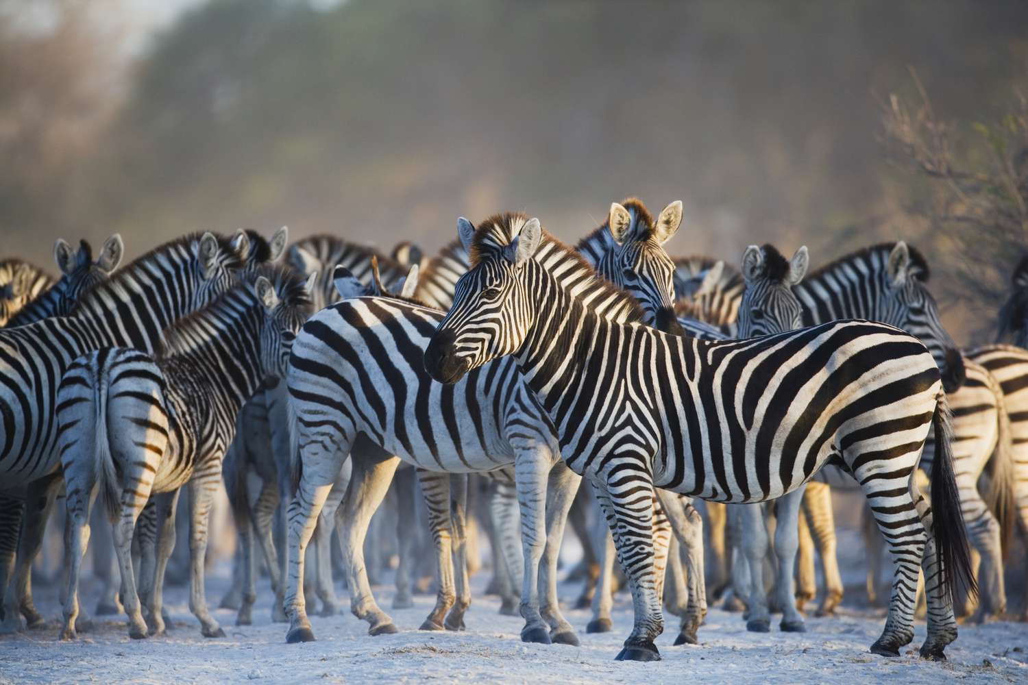 24-facts-about-african-wildlife