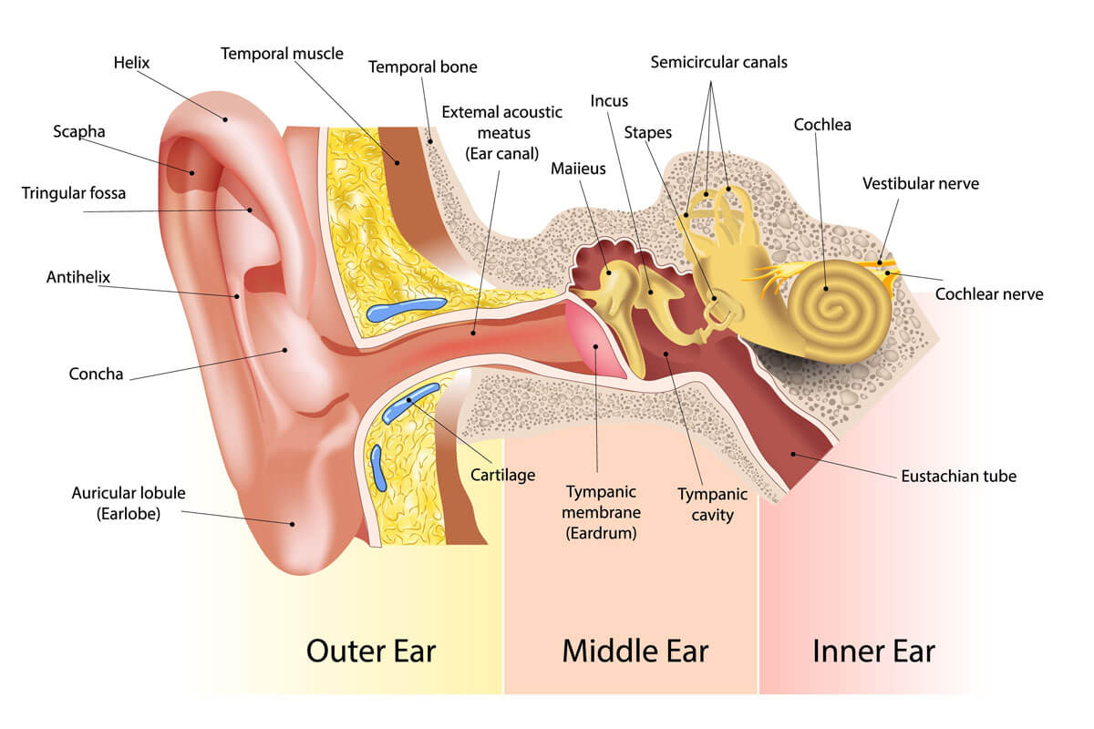 24-facts-about-ear-anatomy