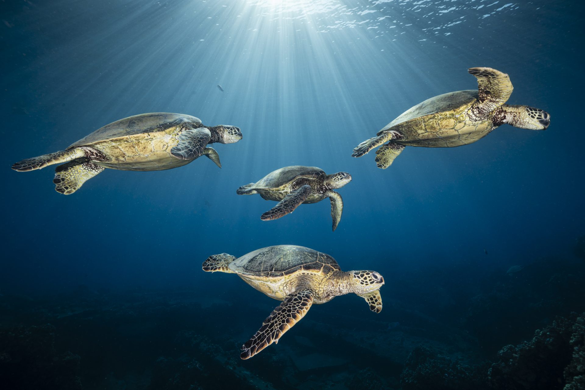 24-facts-about-ocean-wildlife
