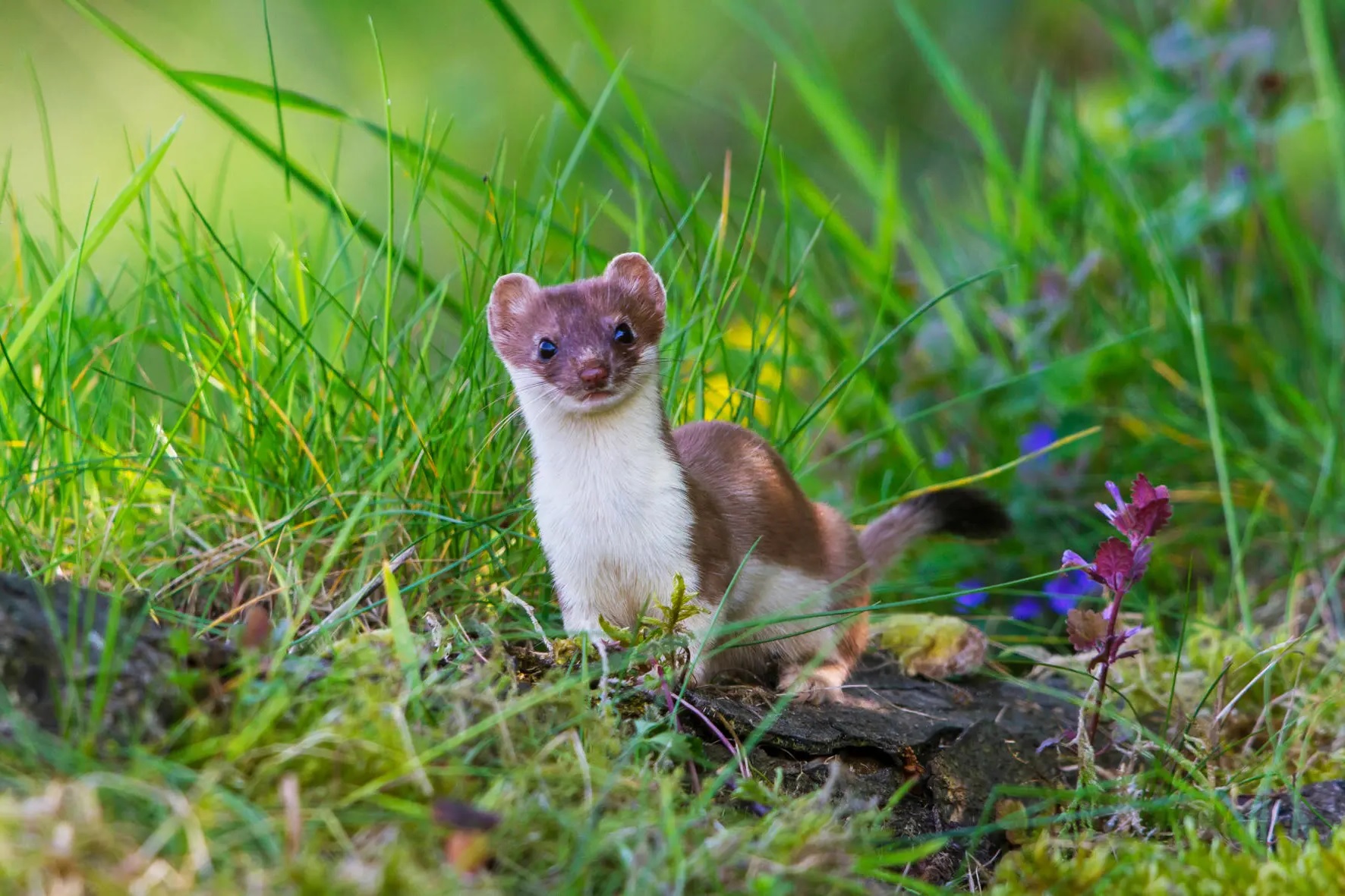 24-great-stoat-facts