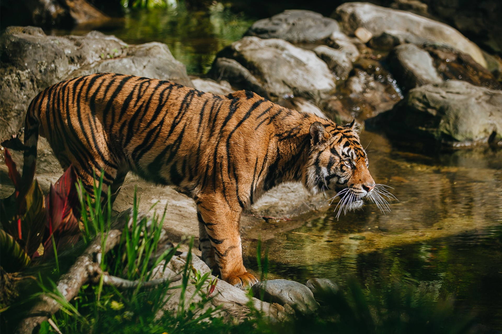 25-amazing-facts-about-sumatran-tigers