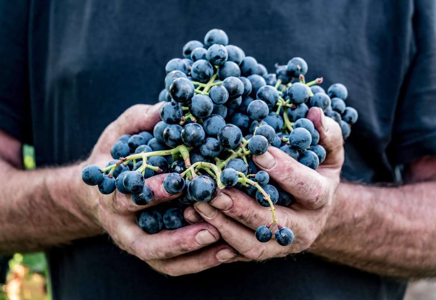 25-best-black-grape-nutrition-facts