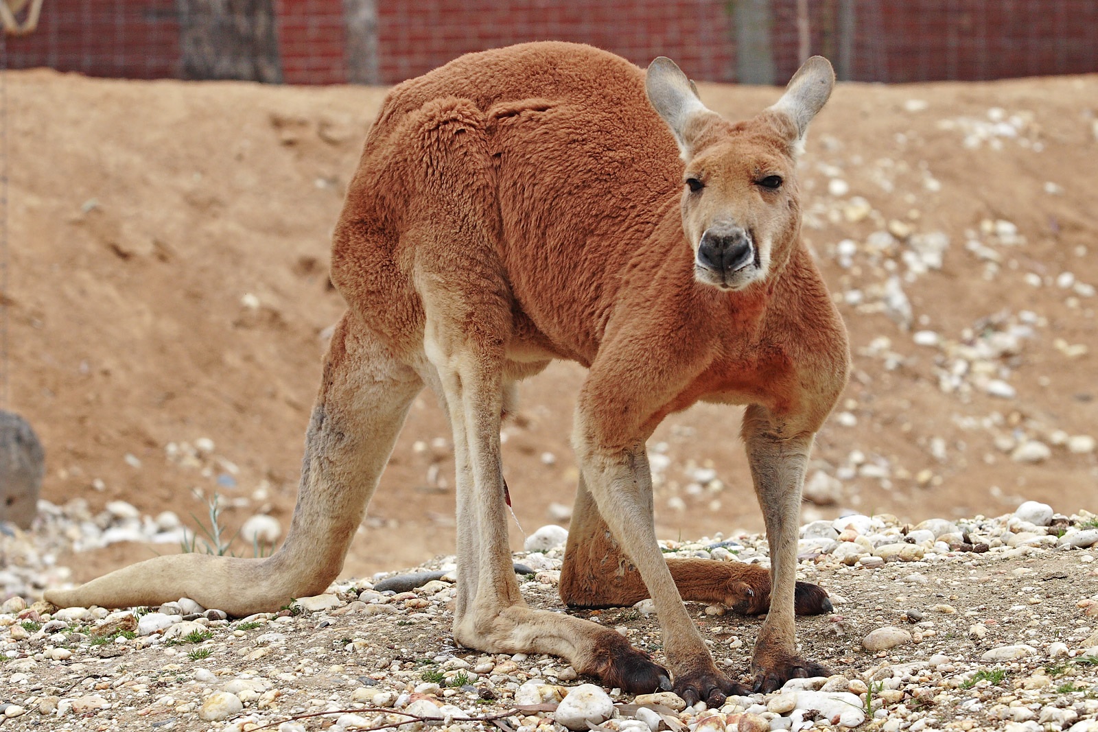 25-best-facts-about-red-kangaroos