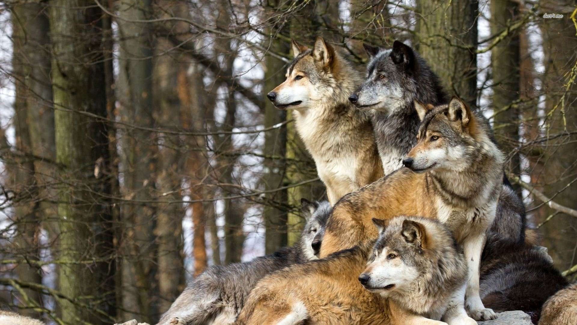 25-best-facts-about-wolf-packs
