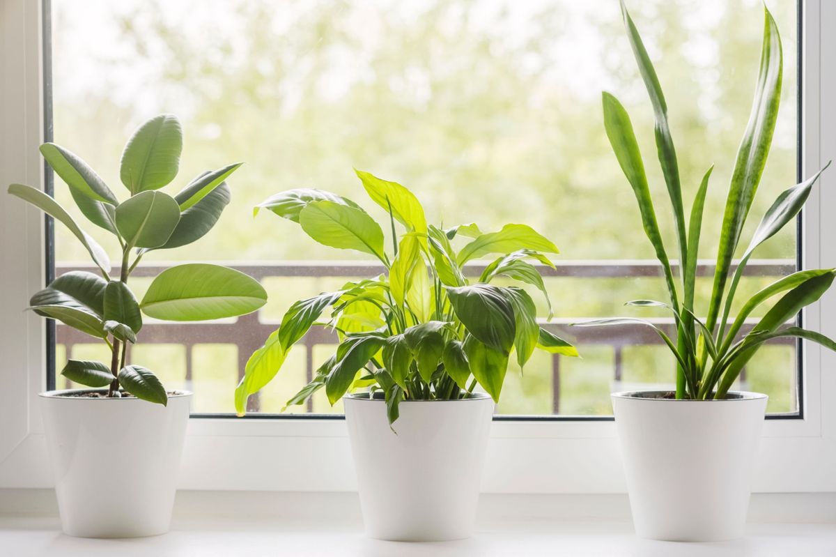 25-facts-about-air-purifying-plants