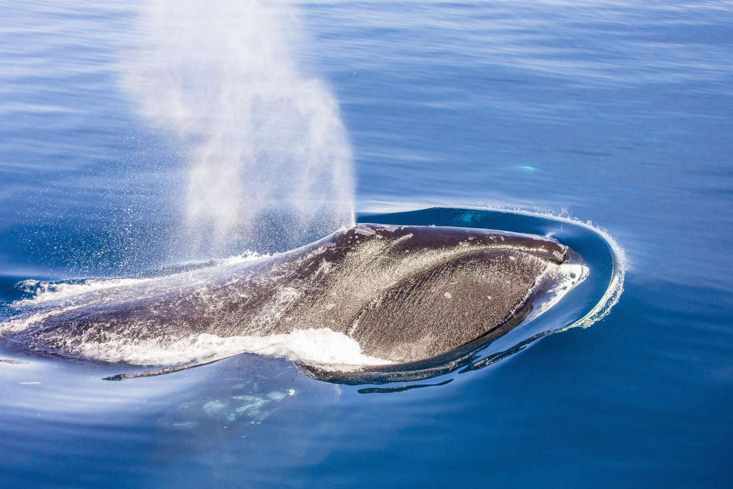25-great-bowhead-whale-facts